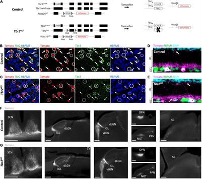 Adult Expression of Tbr2 Is Required for the Maintenance but Not Survival of Intrinsically Photosensitive Retinal Ganglion Cells